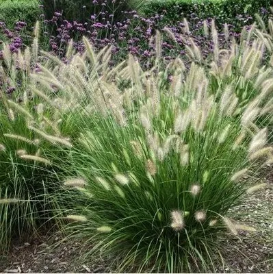 Produktbild von Pennisetum alopecuroides Little Bunny 1L - Charmant und äußerst üppig blühend