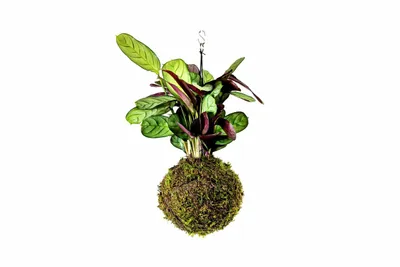 Obrázek produktu pro Gardners Kokedama Ctenanthe Burle-marxii Amagris (L)