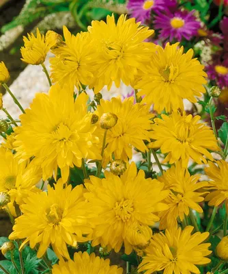 Produktbild von Chrysantheme Citrus, im Topf - Chrysanthemum x hortensis