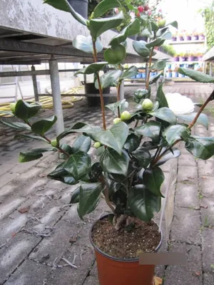 Produktbild von Japanische Kamelie Alba Plena - Camellia japonica alba plena