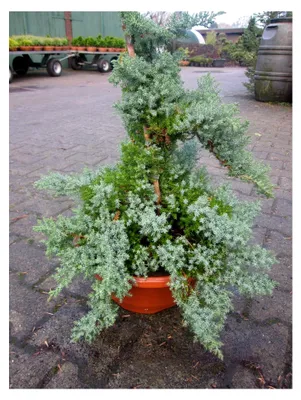 Produktbild von Juniperus procumbens Nana - Japanischer Kriechwacholder