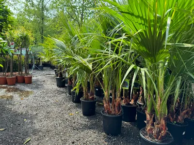 Productafbeelding van Sunny Tree - Palmerboom - Washingtonia Robusta - Mexicaanse waaierpalm - Meerstammig - 140 cm