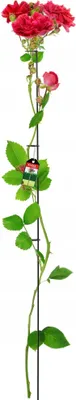Image de Tuteur pour plantes et support pour plantes grimpantes - Tuteur pour rosiers en métal - 150 cm - Pour parterres et plantes grimpantes