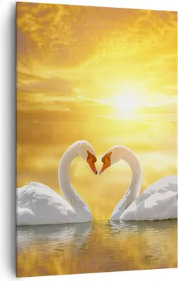 Produktbild von Bild auf Leinwand - Leinwandbild - Einteilig - Schwan Wasser Paar - 80x120cm - Wand Bild - Wanddeko - Wandbilder - Leinwanddruck - Wanddekoration - Leinwand bilder - Wandbild - PA80x120-3872