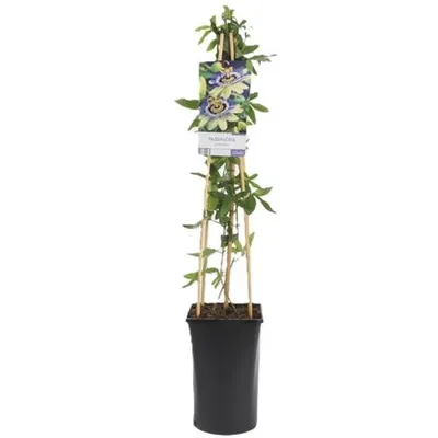 Produktbild von Passionsblume (Passiflora caerulea) - Mehrjärige Kletterpflanze, Winterhart & Immergrün - 1,5 Liter Topf