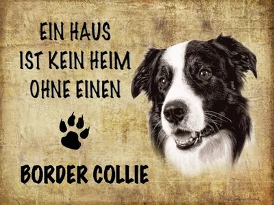 Produktbild von vianmo Holzschild 30x40 cm Border Collie Hund