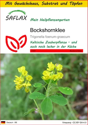 Produktbild von SAFLAX Anzucht Set - Bockshornklee - Trigonella foenum-graecum - 100 Samen - Mit Mini-Gewächshaus, Anzuchtsubstrat und 2 Töpfen