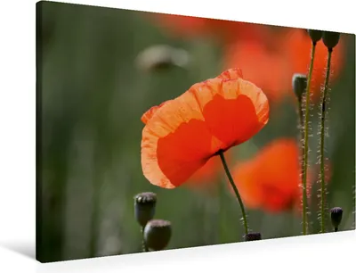 Produktbild von Calvendo Textil-Leinwand 90 cm x 60 cm quer Ein Motiv aus dem Kalender Mohnblumen-ein Traum in rot, CALVENDO; 7290420