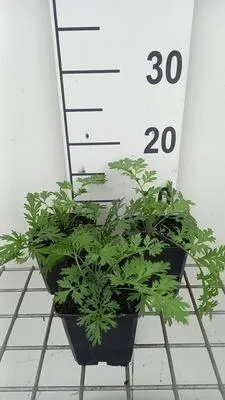 Productafbeelding van 6 x *Tanacetum* (c) 'Robinson's Rose' - Margriet - Pot van 9 x 9 cm