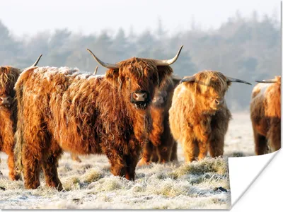 Produktbild von MuchoWow® Poster Schottische Highlander - Schnee - Wald 160x120 cm - Foto Plakat