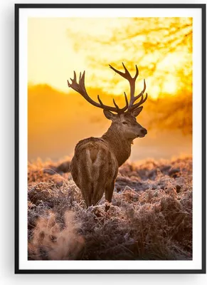 Produktbild von Gerahmtes Poster - Schwarzer Rahmen - Herbst landschaft natur blatt - 70x100 cm - Wand Bild - Wanddeko - Wandbilder - Wandposter - Bilderrahmen - Bilder - Kunstdruck - Wandbild - P2BPA70x100-2552