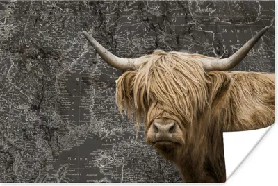 Produktbild von MuchoWow® Poster Schottische Highlander - Weltkarte - Kuh 60x40 cm - Schlafzimmerdekoration