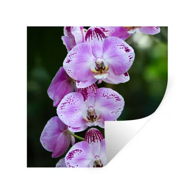 Produktbild von MuchoWow® Wandtattoo Wandsticker Wandaufkleber Blühende Orchideen 80x80 cm Selbstklebend und Repositionierbar - Wierderverwendbar - Selbstklebend