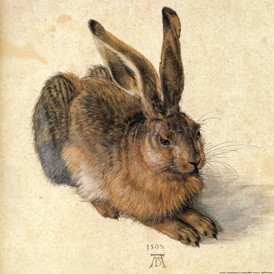 Produktbild von Albrecht Dürer Kunstdruck Bild - Junger Feldhase, 1502 (40 x 40 cm)