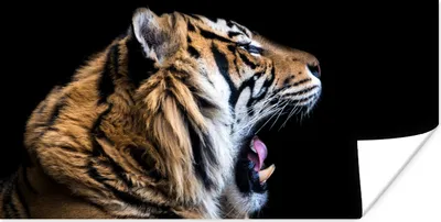 Produktbild von MuchoWow® Poster Tiger - Tiere - Porträt 160x80 cm