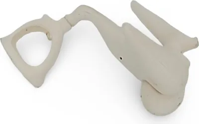 Produktbild von Gehörknöchelchen Ossicula audit?s Anatomie Modell lebensgroß