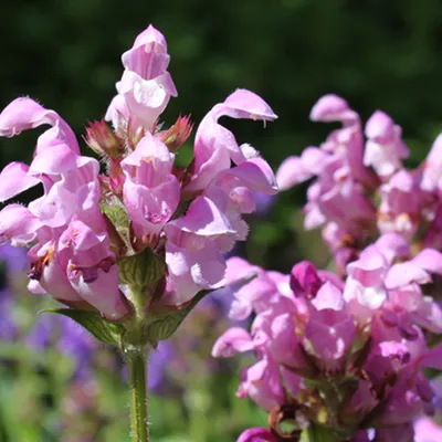 Immagine prodotto di 6 x Prunella grandiflora  - Prunella grandiflora 'Pink Loveliness'  | Vaso 9 cm x 9 cm
