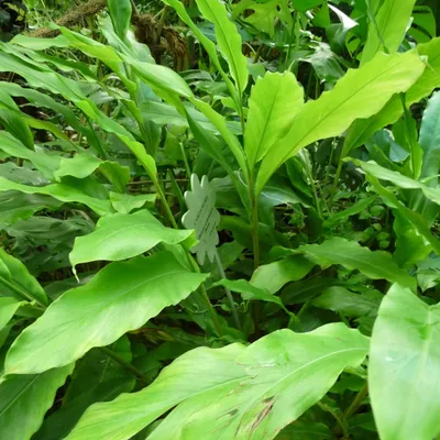 Zdjęcie produktu dla Kardamon (Elettaria cardamomum)  – 10 nasion