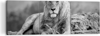 Produktbild von Bild auf Leinwand - Leinwandbild - Löwe Tier Natur - 120x40cm - Wand Bild - Wanddeko - Wandbilder - Leinwanddruck - Bilder - Kunstdruck - Wanddekoration - Leinwand bilder - Wandkunst - CA120x40-3931