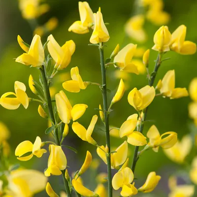 Immagine prodotto di 2 x  Ginestra nobile praecox  - Cytisus praecox 'Allgold'  | 40-60 cm in contenitore