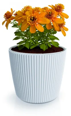 Produktbild von Prosperplast Pflanztopf Buckingham - hellgrau - D34 cm