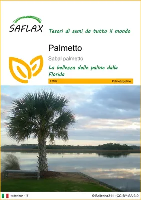 Immagine prodotto di SAFLAX - Palmetto - 8 semi - Sabal