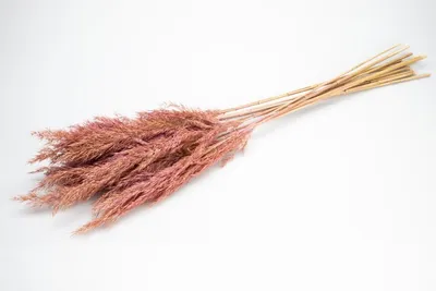 Produktbild von Pampasgras getrocknet ca. ±70cm 6 Stück in Natur und gefärbt wählbar, Farbe:Rosa
