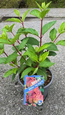 Image de Hydrangea pan. Pinky Winky (« Dvppinky » PBR) - Hortensia | 30-40 cm en pot
