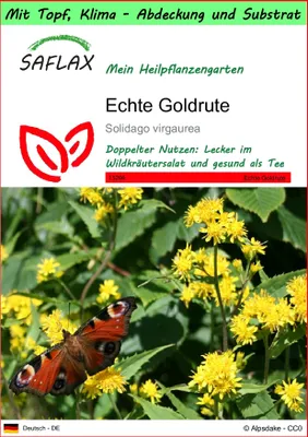 Produktbild von SAFLAX Garden to go - Echte Goldrute - Solidago virgaurea - 100 Samen - Mit Topf, Klima - Deckel und Anzuchtsubstrat