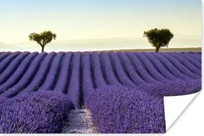 Produktbild von MuchoWow® Poster Lavendel - Bäume - Blumen - Natur 60x40 cm - Schlafzimmerdekoration
