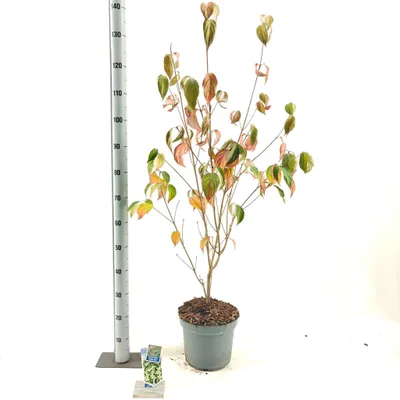 Produktbild von Cornus kousa 'China Girl' - Japanischer Blumenhartriegel | 60-80 cm im Topf