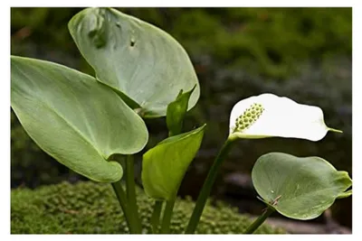 Produktbild von Sumpf-Calla Drachenwurz 30 Samen