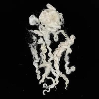 Produktbild von Wensleydale Schaflocken, 5-12cm Locken und Wollstapel 20gr zum Basteln und Filzen