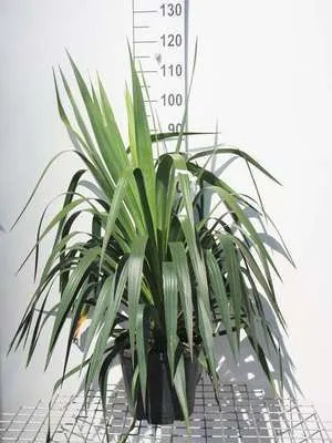 Image de Yucca gloriosa - Palmlilie 50- 60 cm - Container