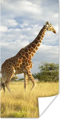 Produktbild von MuchoWow® Poster Giraffe - Himmel - Gras 60x120 cm - Wandschmuck