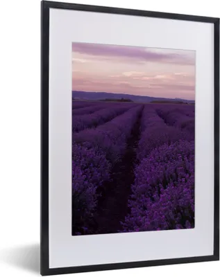 Produktbild von MuchoWow® Gerahmtes Poster Lavendel - Lila - Blumen - Natur 30x40 cm - Poster mit Schwarzem Bilderrahmen Wandposter Rahmen Foto Bilder - Wandposter Schlafzimmer