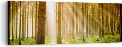 Produktbild von Bild auf Leinwand - Leinwandbild - Bäume Sonne Natur - 90x30cm - Wand Bild - Wanddeko - Wandbilder - Leinwanddruck - Bilder - Kunstdruck - Wanddekoration - Leinwand bilder - Wandkunst - AB90x30-0156