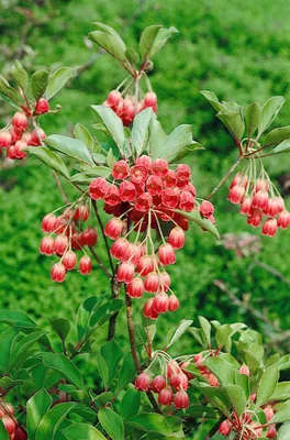 Produktbild von Enkianthus campanulatus 'Ruby Glow', Glockenstrauch, rot, 30–40 cm