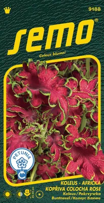 Produktbild von Samen – Koleus ´COLOCHA ROSE´
