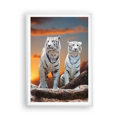 Produktbild von Gerahmtes Poster - Weißer Rahmen - Tiger weiß Rock Sonnenuntergang - 70x100 cm - Wand Bild - Wanddeko - Wandbilder - Wandposter - Bilderrahmen - Bilder - Kunstdruck - Wandbild - P2WPA70x100-2901