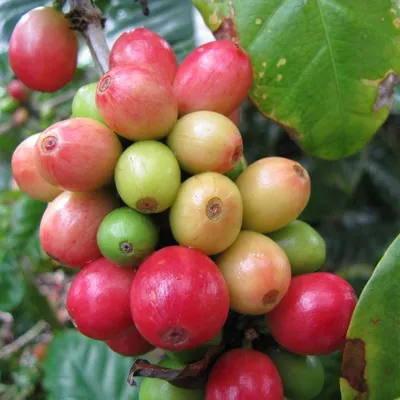 Imagen del producto de Zwergkaffee (Coffea arabica 'nana') - 10 semillas