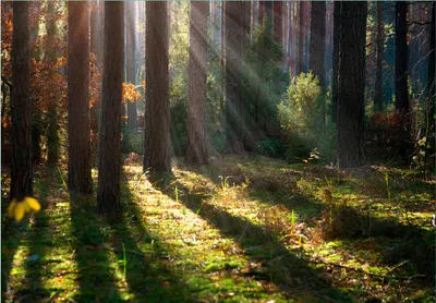 Produktbild von Wallario Fototapete Vliestapete, seidenmatte Oberfläche, einfache Verarbeitung, Größe 300 x 210 cm, Motiv Sonnenstrahlen im Herbstwald