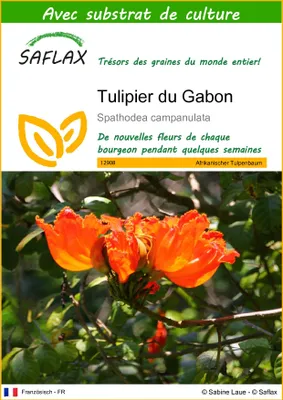 Image de SAFLAX  - Tulipier du Gabon - 30 graines - Avec substrat - Spathodea