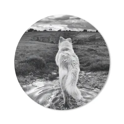 Produktbild von MuchoWow® Mauspad Mousepad Wolf mit Blick auf die Landschaft in Schwarz und Weiß 40x40 cm - Mousepads - Maus Mat - Pad - Mausunterlage - Schreibtisch Accessoires