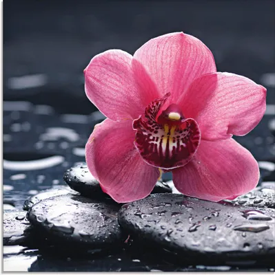 Produktbild von crystalfoto: Stillleben mit Kiesel und einer Orchidee in Makro mit Wassertropfen - Glasbild, Größe:30x30 cm / Glasbild
