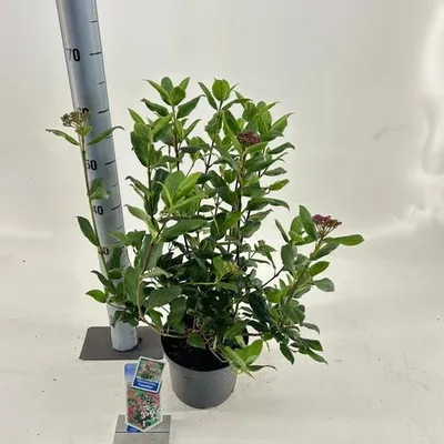 Image de Viburnum tinus « Gwenllian » - Viorne laurier | 30-40 cm en pot