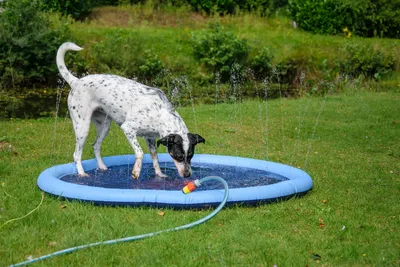 Produktbild von Hundepool Splash Pool mit Wasserfontänen für Hunde