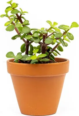 Obrázok produktu pre Gardners Portulacaria afra, priemer 8,5 cm