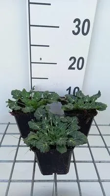 Produktbild von 6 x  Eryngium variifolium - Mannstreu - Topf 9 x 9 cm