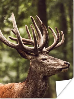 Produktbild von MuchoWow® Poster Hirsch - Natur - Geweih - Wald - Tiere 120x160 cm - Wandbilder